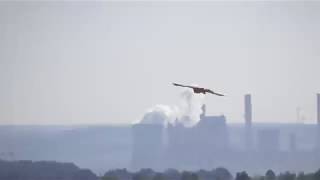 Turmfalke  Mäusebussard mit Flug  Rüttelflug Szenen [upl. by Rosenblatt938]