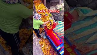 Maize crusting trending ytfeed maizefarm corn ytshorts viral [upl. by Zolly]