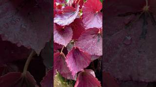 Paintedleaf begonia begonia shorts shortsfeed status [upl. by Swart]