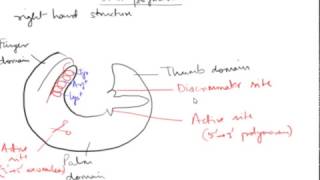 DNA Polymerase in Prokaryotes Hindi [upl. by Nosro]