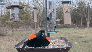 RedWinged Blackbird in all his glory [upl. by Niatsirk54]