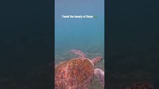 Oman is not only beautiful on land but definitely also underwater… soooo many sea turtles here while [upl. by Hinda]