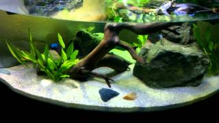 My Final Aquatic Turtle Tank Habitat Setup featuring 2 Northern BlackKnobbed Map Hatchlings [upl. by Annaiv]