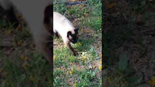 Early morning Siamese cat meows 😍 shorts [upl. by Nidia]