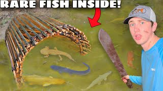 I Caught RARE Fish in a Primitive Fish Trap [upl. by Penrose]