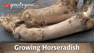 Growing Horseradish Organically [upl. by Blus]