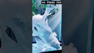 40 Years Old Milky Koi milkykoi koifish MrBeast Hanumankind justinbieber [upl. by Oalsecnew]