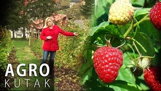 Agro Kutak 55  Uzgoj malina za početnike  15112016 [upl. by Cherri]