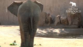 Enriquecimento Ambiental em Elefanteafricano  Jardim Zoológico [upl. by Kat]