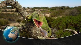 The fascinating fauna of the Mediterranean Sea [upl. by Mitchiner]