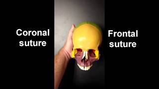 Anatomy of the Skull Part 1 [upl. by Pedaiah]