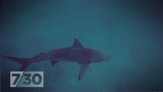 Two shark attacks reignite the debate about drum lines  730 [upl. by Jermayne662]