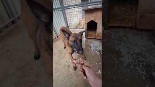 Belgian shepherd Malinois [upl. by Means517]