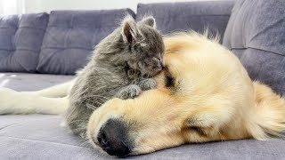 Adorable Bond Between Golden Retriever and Tiny Kitten Cutest ever [upl. by Rohpotsirhc]