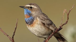 Singing Bluethroat 4K [upl. by Nevsa]