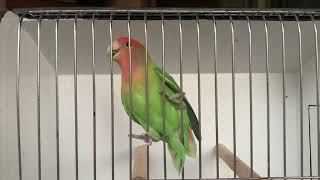 Opaline Lovebird Green edge [upl. by Mikal]