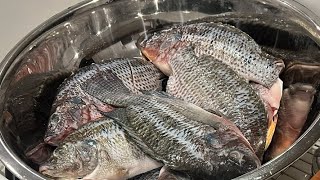 How to clean the fish tilapia [upl. by Alaaj725]