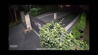 Mountain Lion Jumps Birnam Wood Gate in Montecito  October 21 2023 [upl. by Gardol]