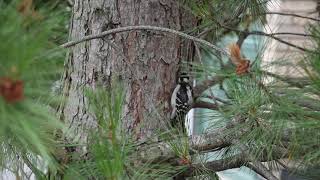 Bird Feeder News Episode 9  downy woodpecker Picoides pubescens [upl. by Lemkul]