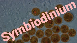 What are Symbiodinium How does coral bleaching effect them [upl. by Rasecoiluj27]