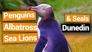 🐧 Elm Wildlife Tours in Dunedin – New Zealands Biggest Gap Year  New Zealand Guide [upl. by Torhert]