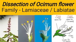 Dissection of Ocimum flower  Family Lamiaceae  Family labiatae  Tulsi flower dissection [upl. by Ruzich]