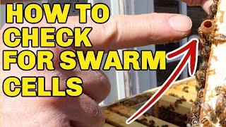 Beekeeping How To Check Your Hives For Swarm Cells [upl. by Atila]