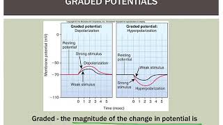 Neurophysiology Graded Potentials [upl. by Lrub]