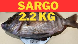 SARGO 22KG  O ULTIMO DESAFIO [upl. by Luas]