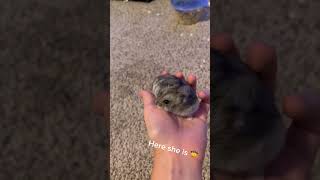 Finding cheeks 🤠 cheeks hamsters trending viralvideo fyp cool funny new tank enclosures [upl. by Surad367]