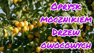 Oprysk mocznikiem jesienią  jesienne opryski drzewek owocowych [upl. by Yntrok]