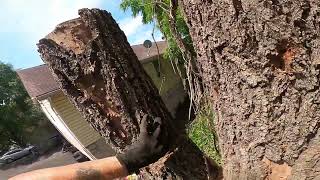 Close call  Dead Black Locust trunk leaning over apt building [upl. by Aleet]