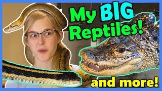 Reptile House Tour Part 2 [upl. by Ahkos864]