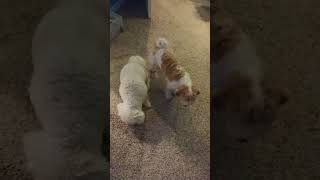 Bichon BustaMove amp Shichon Sneak Attack [upl. by Nnylyt291]