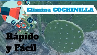 🌵ELIMINA  Grana Cochinilla Fácilmente 2021  Control Orgánico [upl. by Alyag]