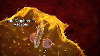 Animated life cycle of T cruzi in the human host [upl. by Irtemed]