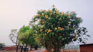 Copperpod Peltophorum Pterocarpum Ornamental Avenue trees india nature trending garden [upl. by Veneaux]