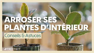 Comment bien arroser ses plantes dintérieur  Truffaut [upl. by Lihas]