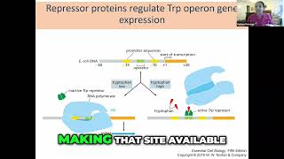 The Tryptophan Operon Regulation and Transcription Process [upl. by Hsirehc439]