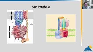 BIOL201 Ch74  Oxidative Phosphorylation [upl. by Llennyl895]