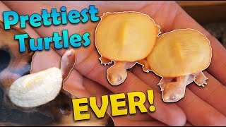 Unboxing Baby Albino Sideneck Turtles [upl. by Toh]