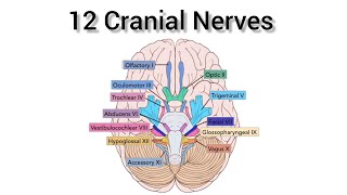 Master the 12 Cranial Nerves with Mnemonics  Neurology Made Easy [upl. by Enehpets817]