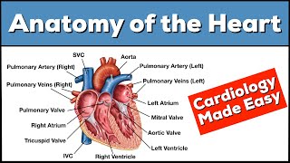 Anatomy of the Heart Structures and Blood Flow Cardiology Made Easy [upl. by Bigford828]