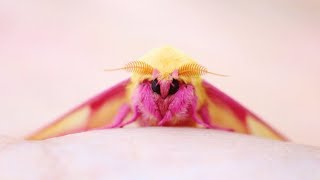 Rosy Maple Moth  Animal of the Week [upl. by Gothar]