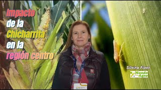 💠🌽Impacto que produjo el complejo de apacharramiento en la región centro ►Ing Silvina Fiant BCCBA [upl. by Aikehs]