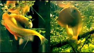 Honey Gourami Laying Eggs [upl. by Kevyn]