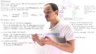 RNA Polymerase [upl. by Cris]