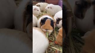 rabbit guineapig cute pets [upl. by Bertle727]