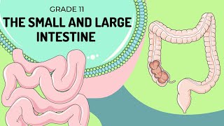 The Small and Large Intestine  Easy to understand [upl. by Harriot46]