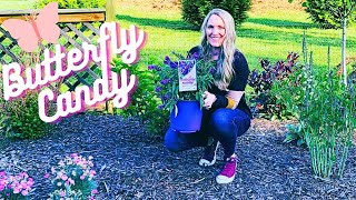 Planting New Dwarf Buddleia Butterfly Candy  Lil’ Grape Butterfly Bush [upl. by Ednalrim]